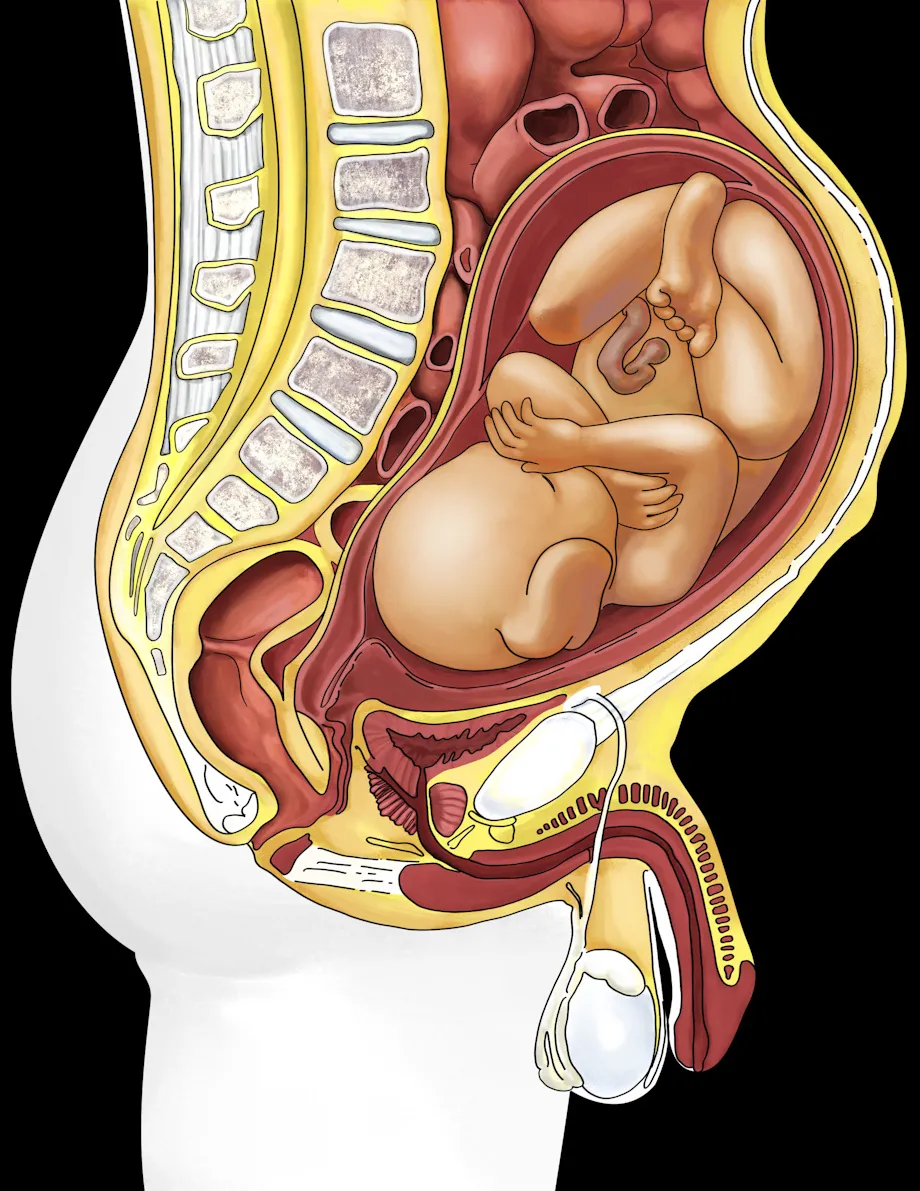 Tails Hermaphrodite biology page 2 full